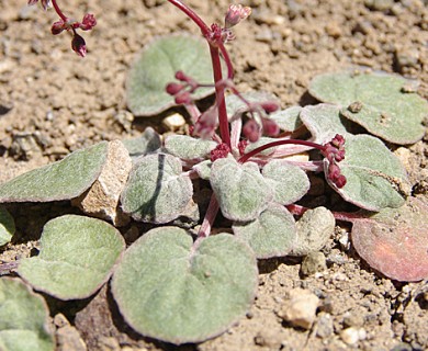 Eriogonum nutans