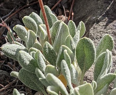 Eriogonum ochrocephalum