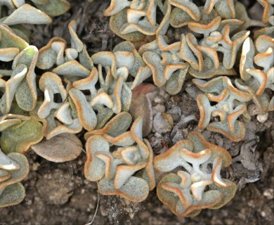 Eriogonum ovalifolium