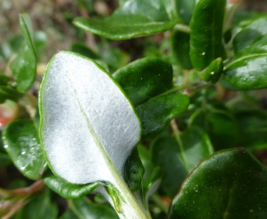 Eriogonum parvifolium