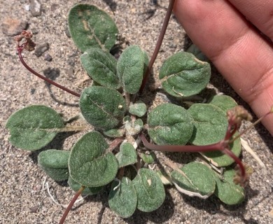 Eriogonum pusillum