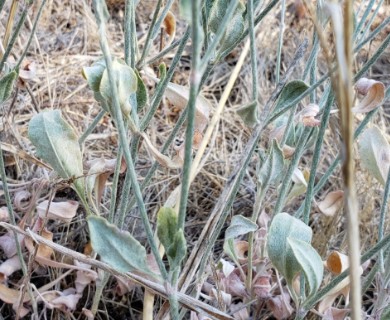 Eriogonum roseum