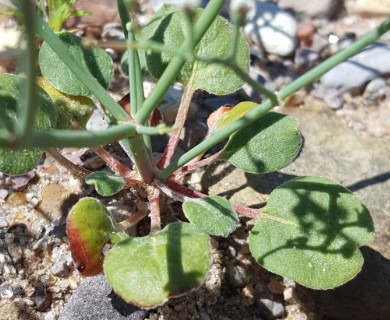 Eriogonum rotundifolium