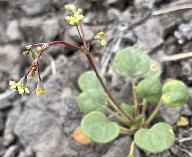 Eriogonum rubricaule