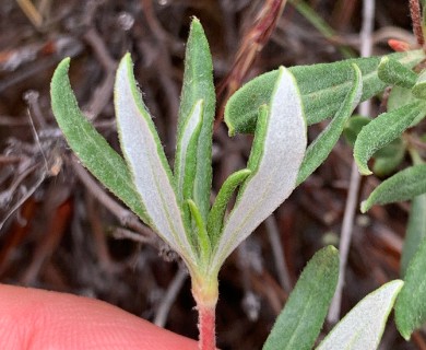 Eriogonum sphaerocephalum