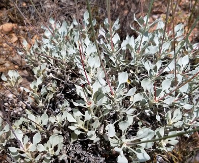 Eriogonum tenellum