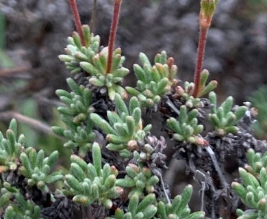 Eriogonum thymoides