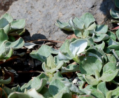 Eriogonum ursinum