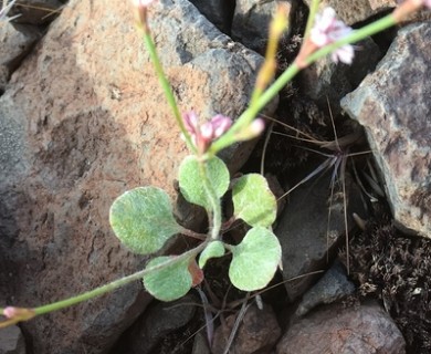 Eriogonum vimineum