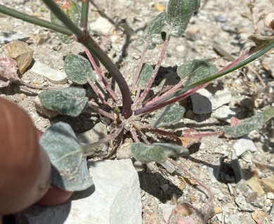 Eriogonum watsonii