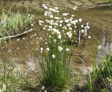 Eriophorum brachyantherum