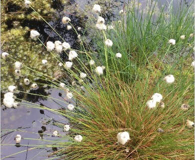 Eriophorum vaginatum