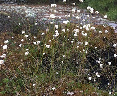 Eriophorum virginicum