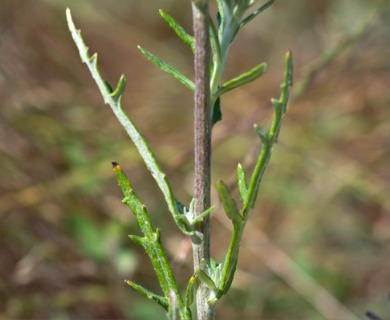 Eriophyllum lanatum