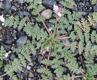 Erodium cicutarium