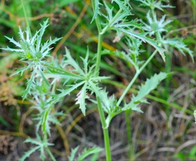 Eryngium hookeri