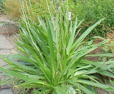 Eryngium yuccifolium