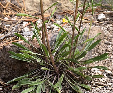 Erysimum capitatum