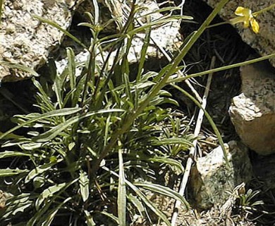 Erysimum perenne