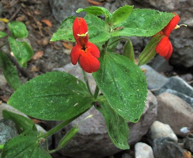 Erythranthe cardinalis