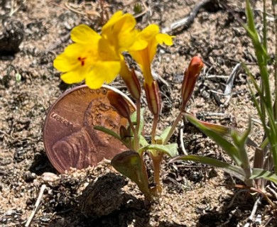 Erythranthe carsonensis