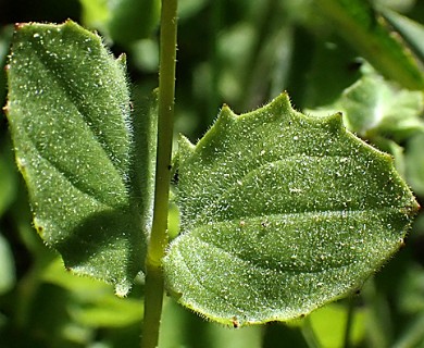 Erythranthe corallina