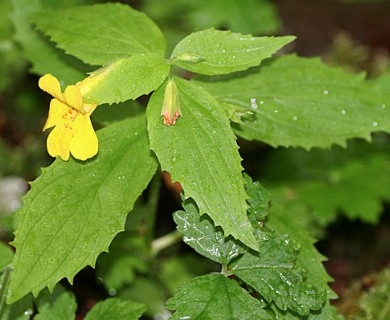 Erythranthe dentata