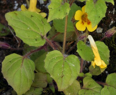 Erythranthe floribunda