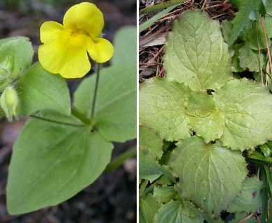 Erythranthe guttata