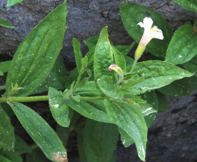 Erythranthe lewisii