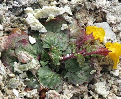 Erythranthe thermalis
