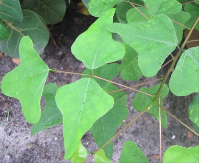 Erythrina herbacea