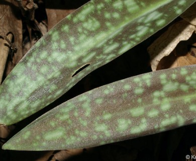 Erythronium albidum