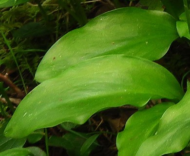 Erythronium elegans