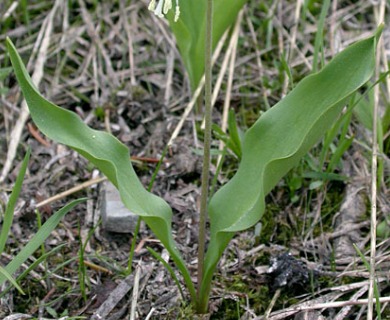 Erythronium grandiflorum