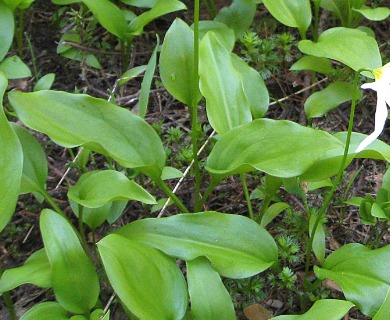 Erythronium montanum