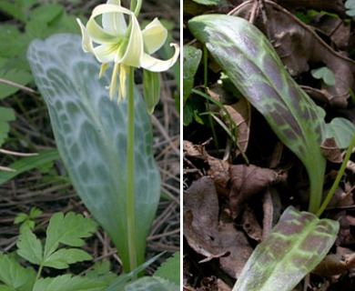 Erythronium oregonum