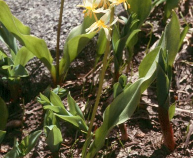 Erythronium purpurascens