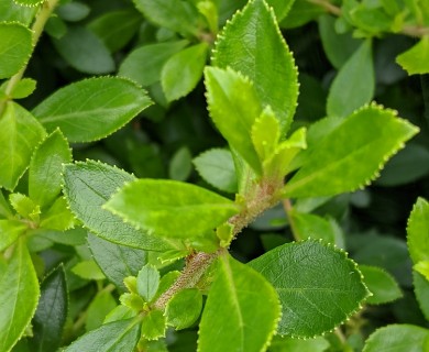 Escallonia rubra