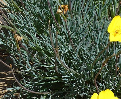 Eschscholzia lobbii