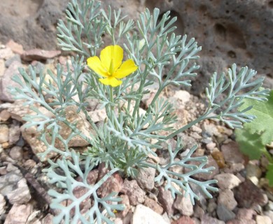 Eschscholzia minutiflora