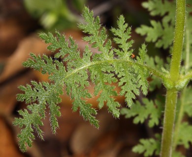 Eucrypta chrysanthemifolia