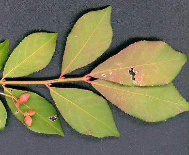 Euonymus alatus