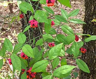 Euonymus americanus