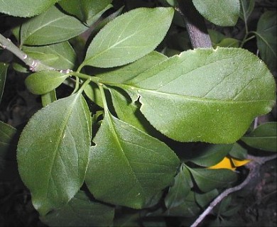 Euonymus atropurpureus