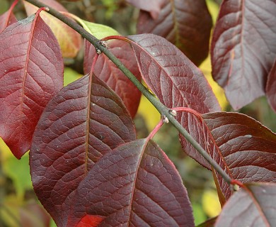 Euonymus europaeus