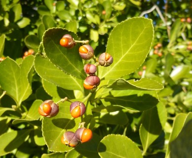 Euonymus japonicus