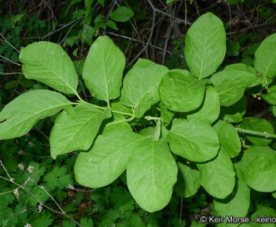 Euonymus occidentalis