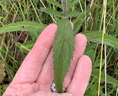 Eupatorium album