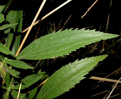 Eupatorium altissimum